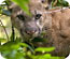 Living with Mountain Lions
